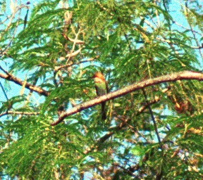 Chestnut-headed Bee-eater - ML296485871