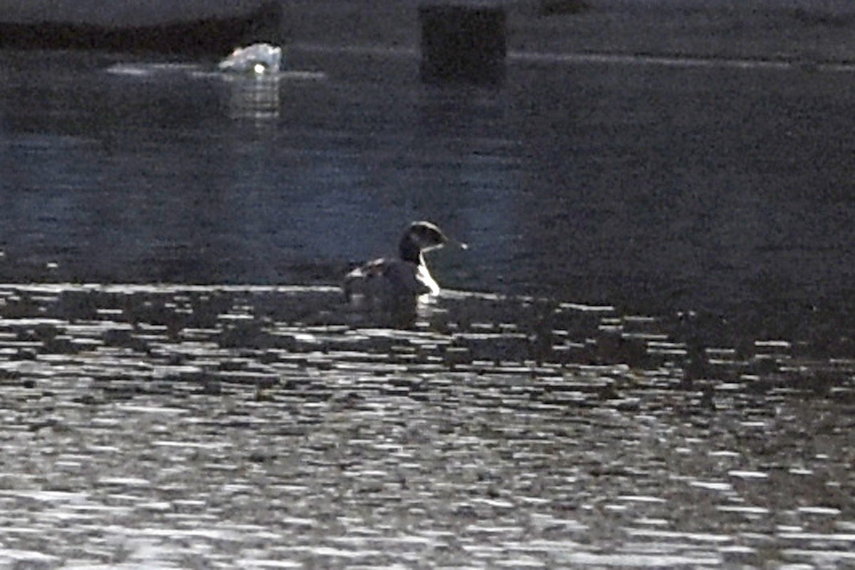 eBird Checklist 30 Dec 2020 7101 Lake Willow Drive, New Orleans, Louisiana, US (30.031, 90.