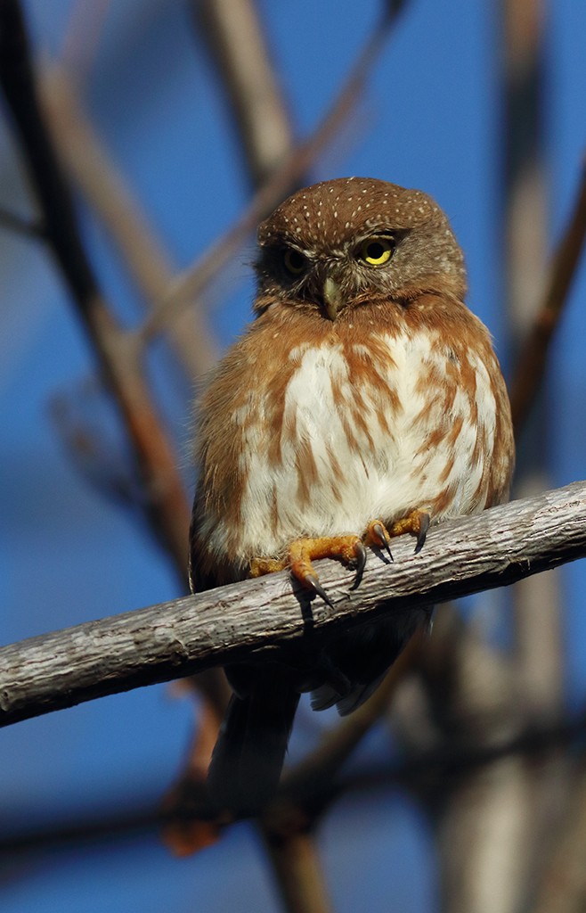 Colima Pygmy-Owl - ML296487881