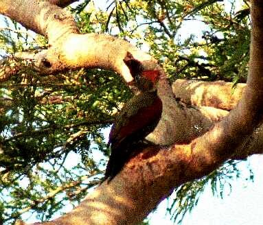 Crimson-winged Woodpecker - ML296488541