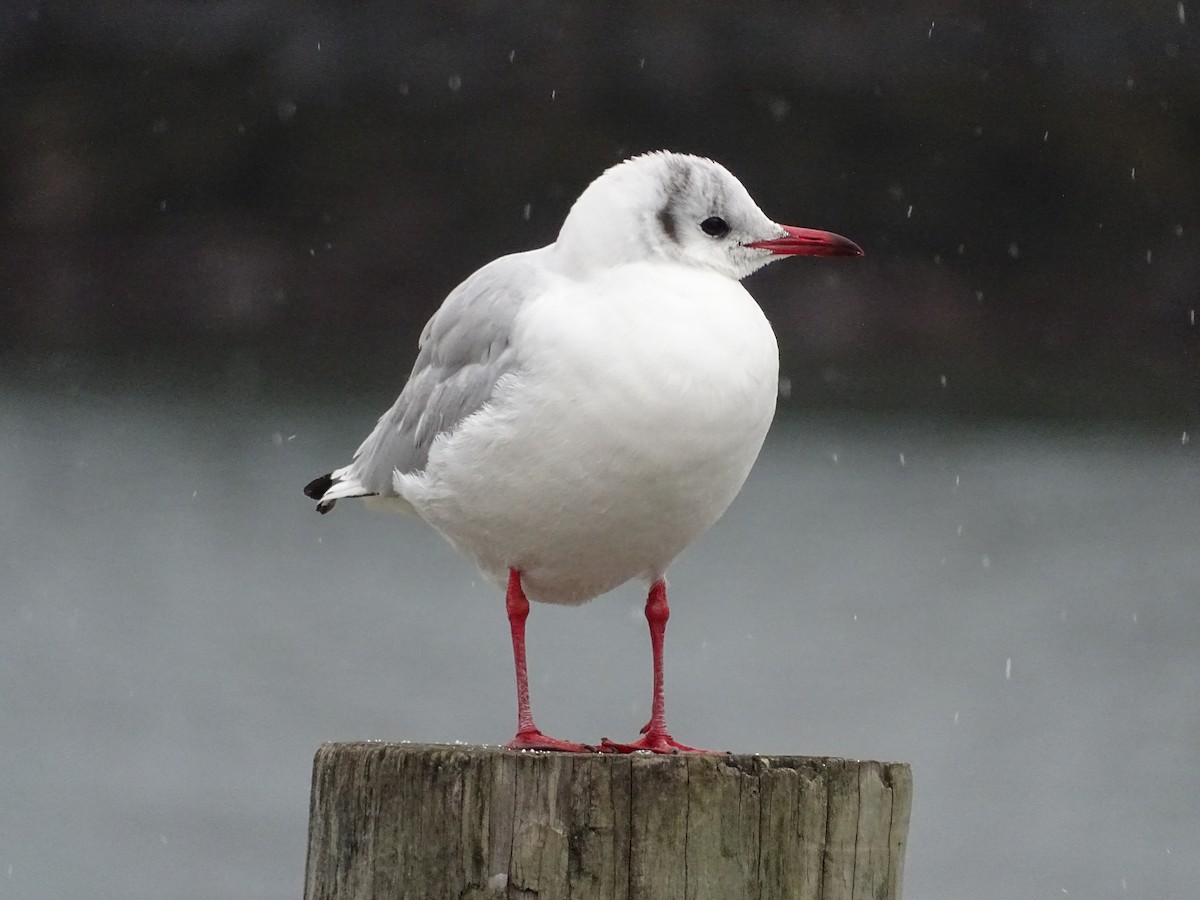 Mouette rieuse - ML296489431