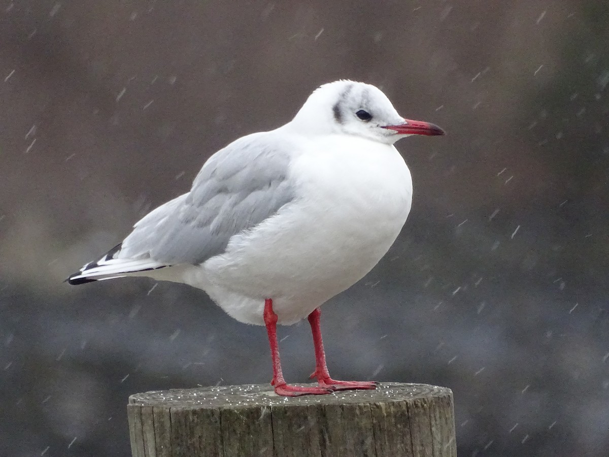 Mouette rieuse - ML296489471