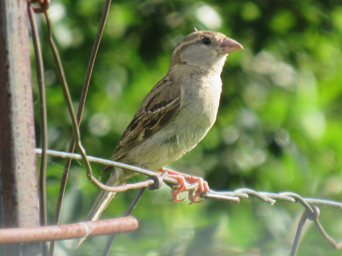 House Sparrow - Rodney Macready