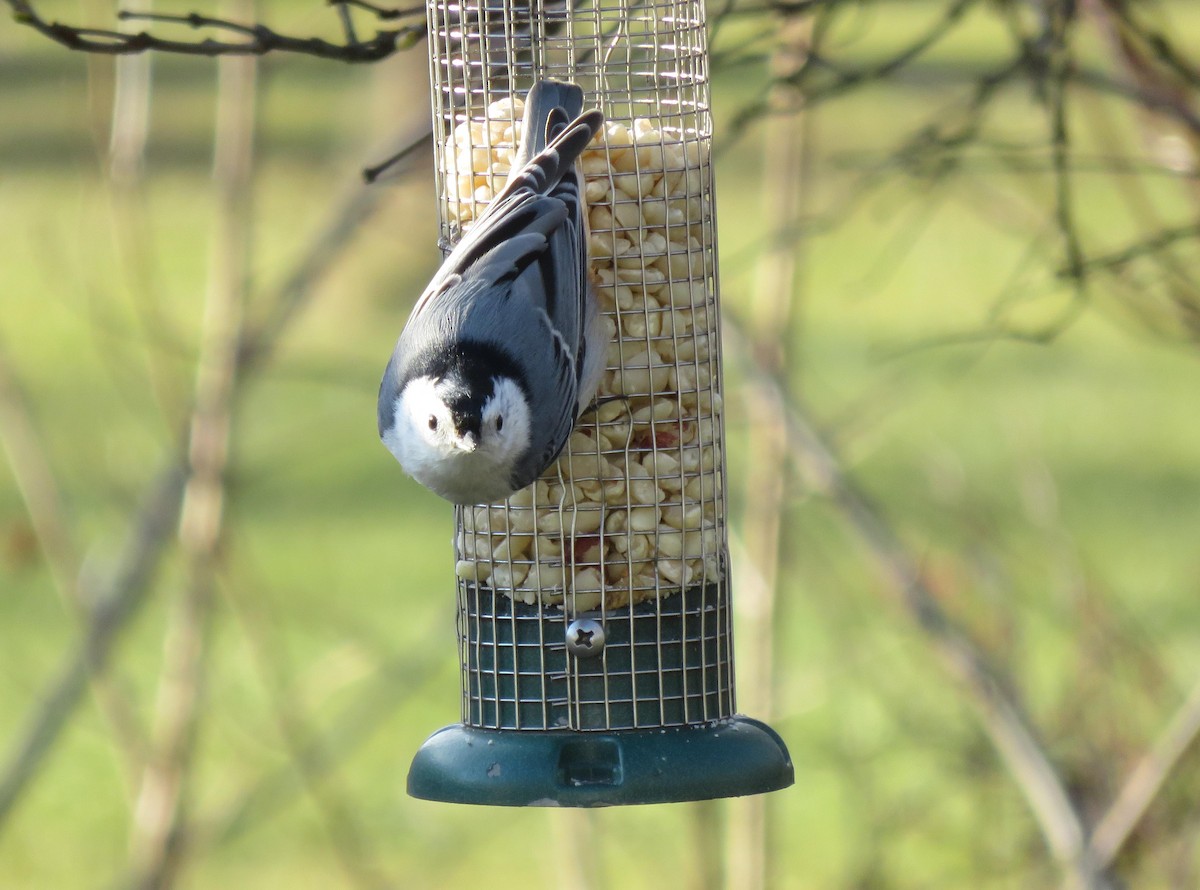 White-breasted Nuthatch - ML296493881