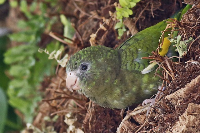 Plumagens, Mudas e Estrutura - White-winged Parakeet - Brotogeris ...