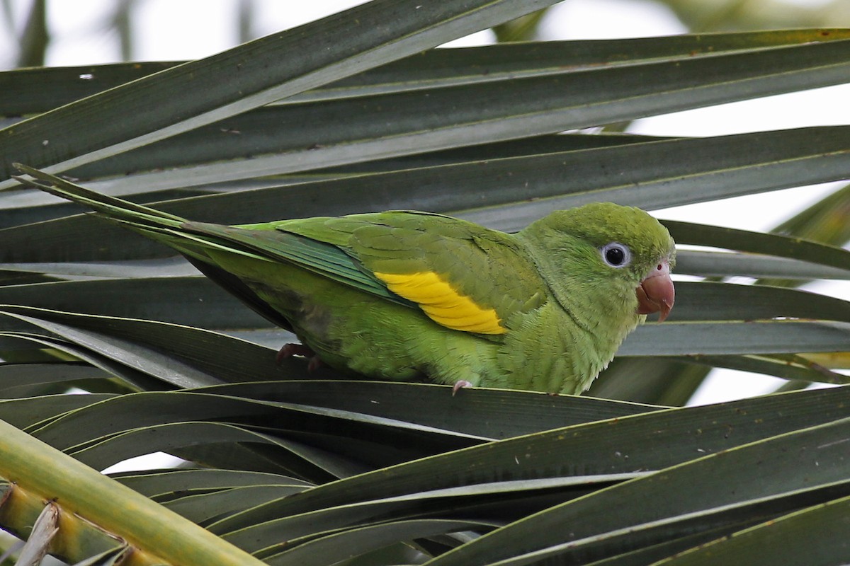 Yellow-chevroned Parakeet - William Keim