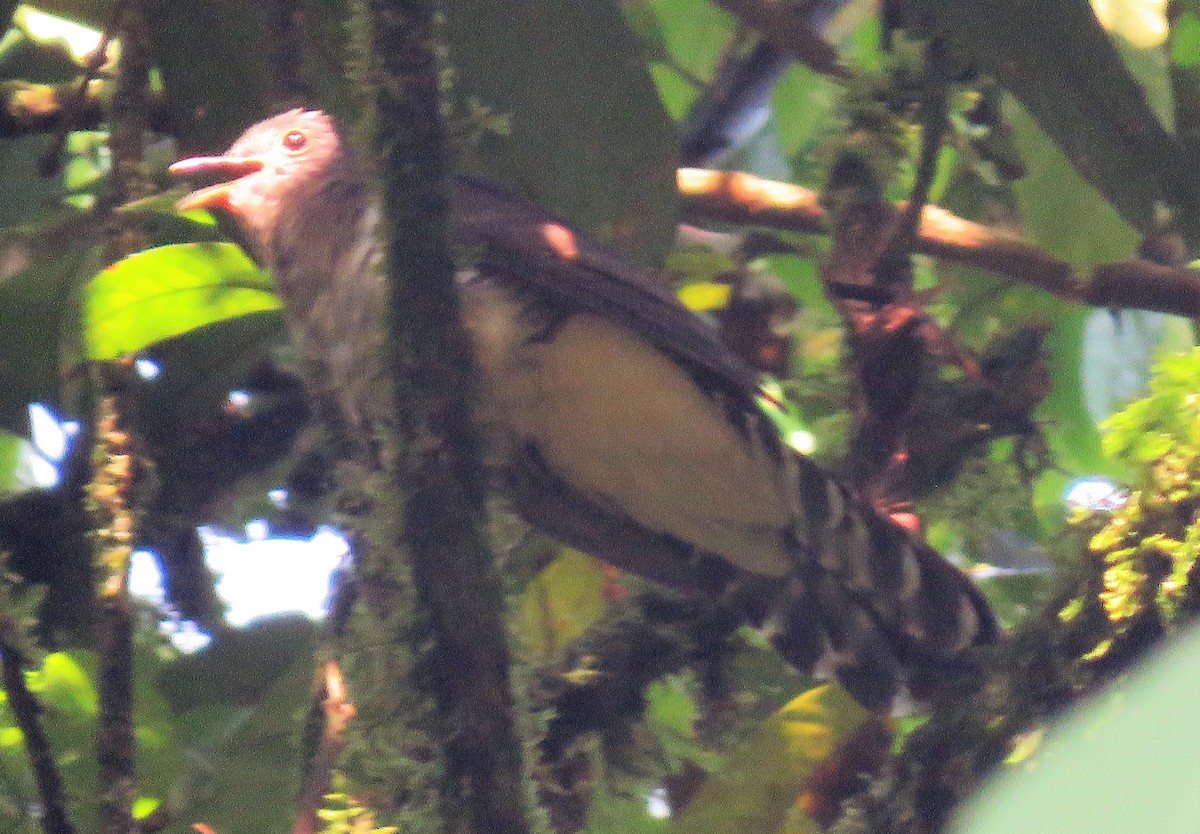 Olive Long-tailed Cuckoo - Carmelo de Dios