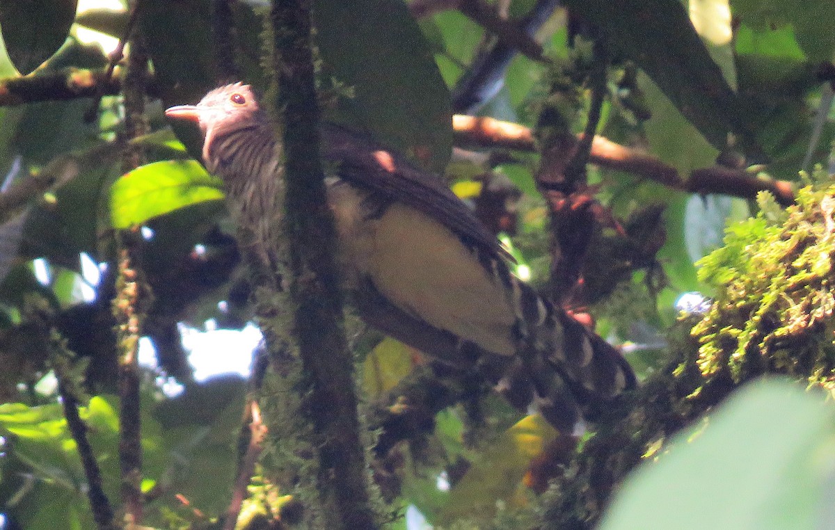 Olive Long-tailed Cuckoo - Carmelo de Dios