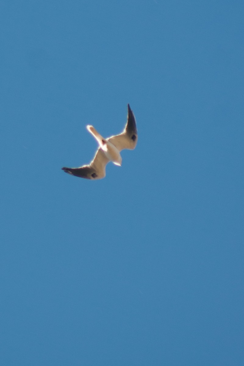 White-tailed Kite - Gabriel Reinoso Franchino