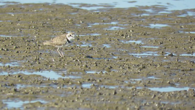 Collared Plover - ML296513681