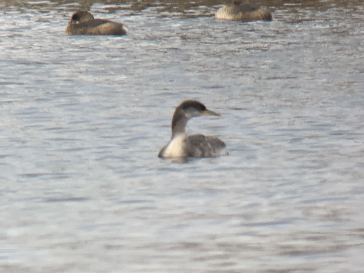 Red-necked Grebe - ML296517171