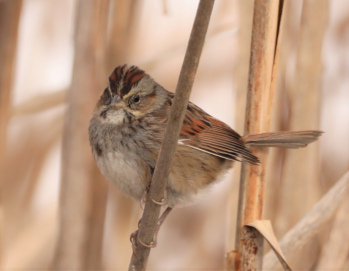Swamp Sparrow - David Nicosia