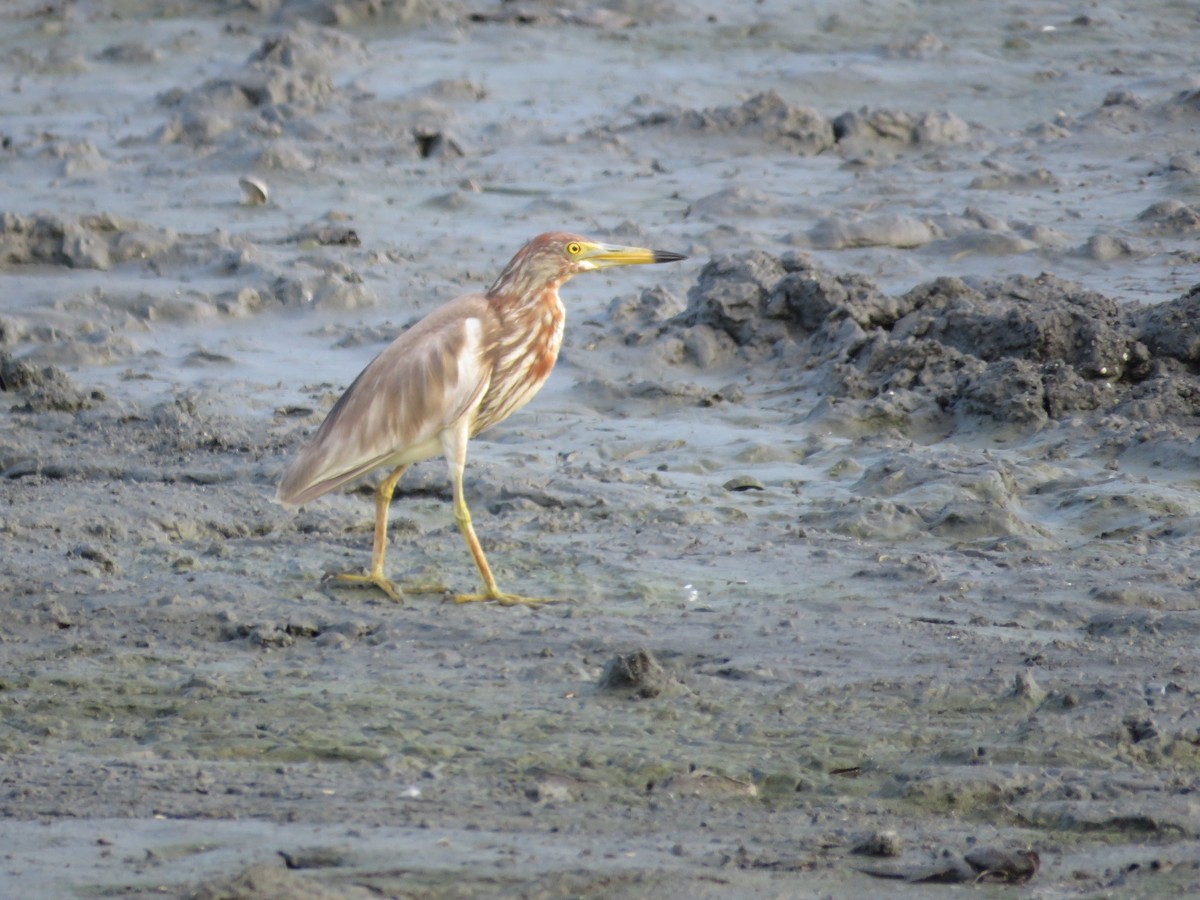 Chinese Pond-Heron - Feng  Chen(鳳珍） CHANG(張）