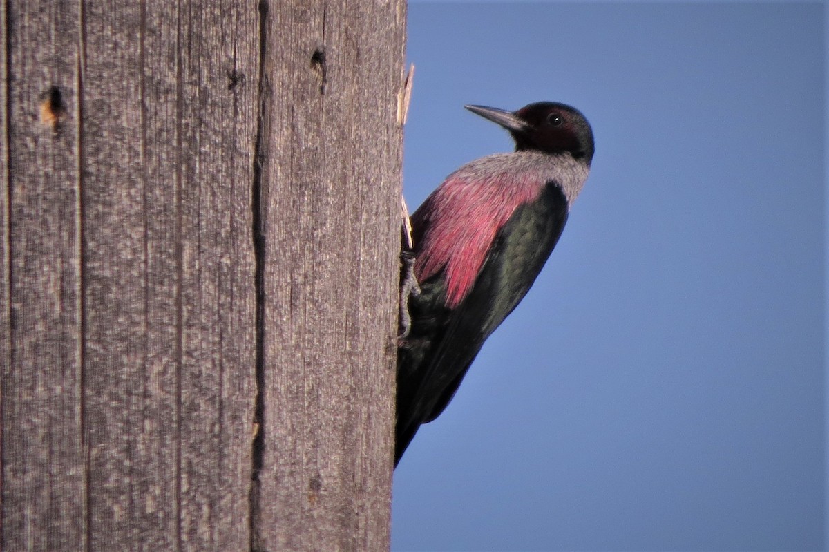 Lewis's Woodpecker - Chris Conard