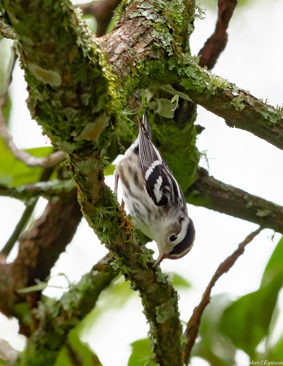 Black-and-white Warbler - ML296531931