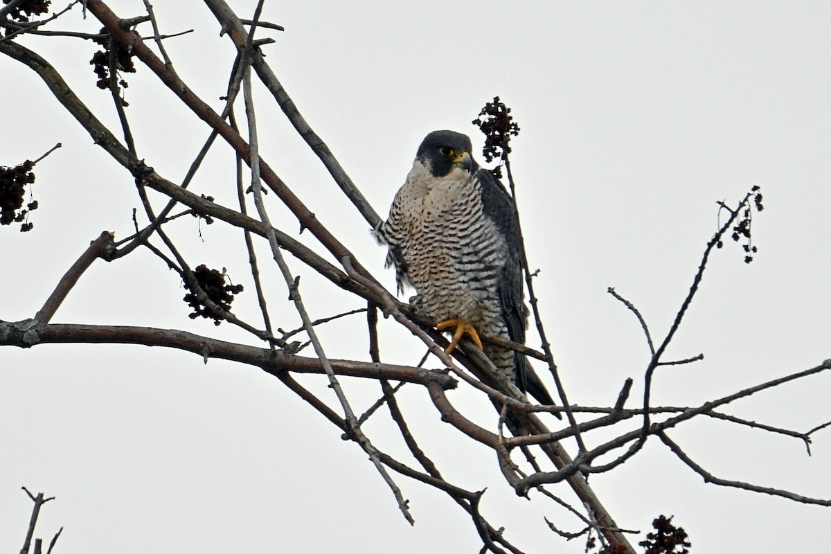 Peregrine Falcon (North American) - ML296533961