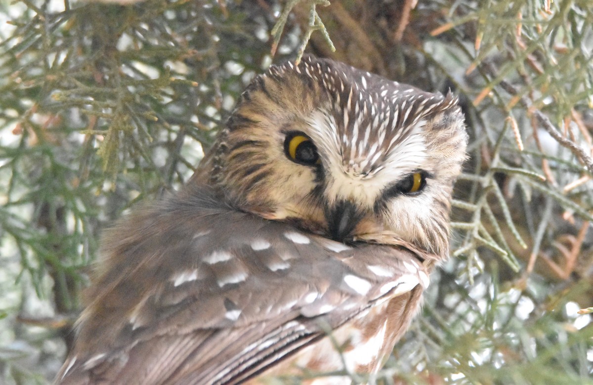 Northern Saw-whet Owl - Peter Olsoy
