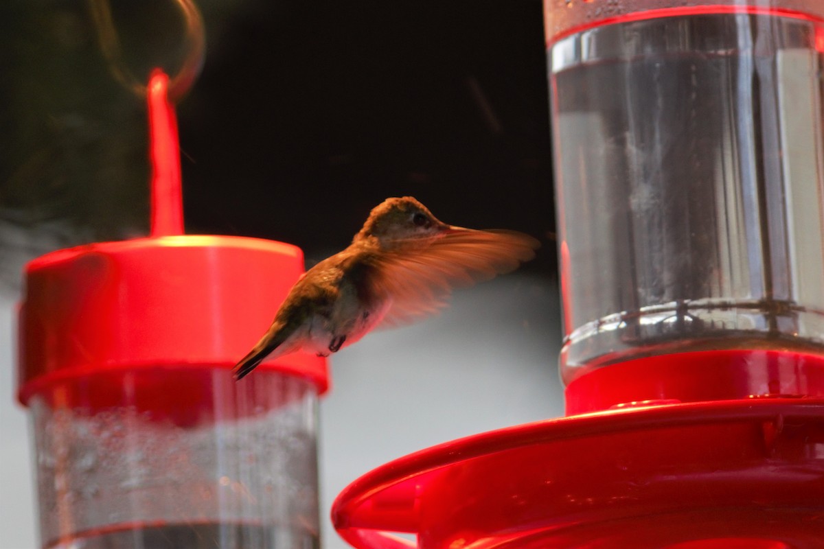 Calliope Hummingbird - Daniel J. Riley