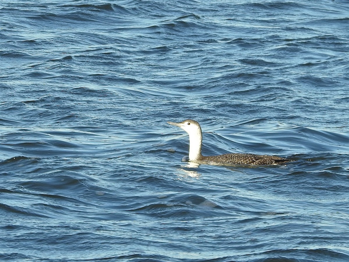 Red-throated Loon - ML296549391
