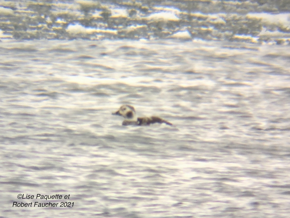 Long-tailed Duck - ML296549591