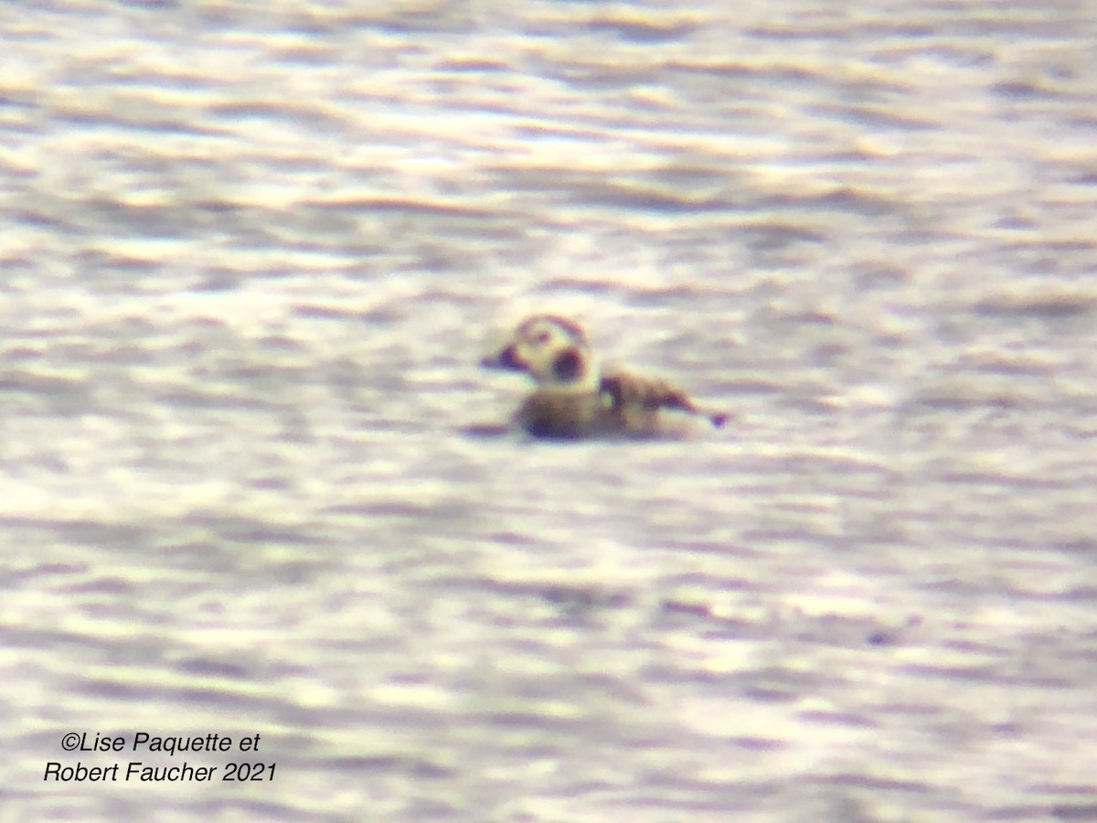 Long-tailed Duck - ML296549611