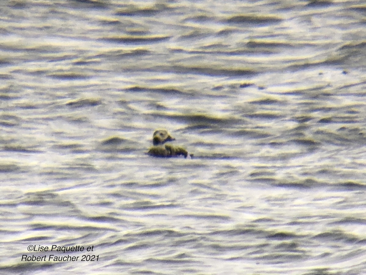Long-tailed Duck - ML296549661