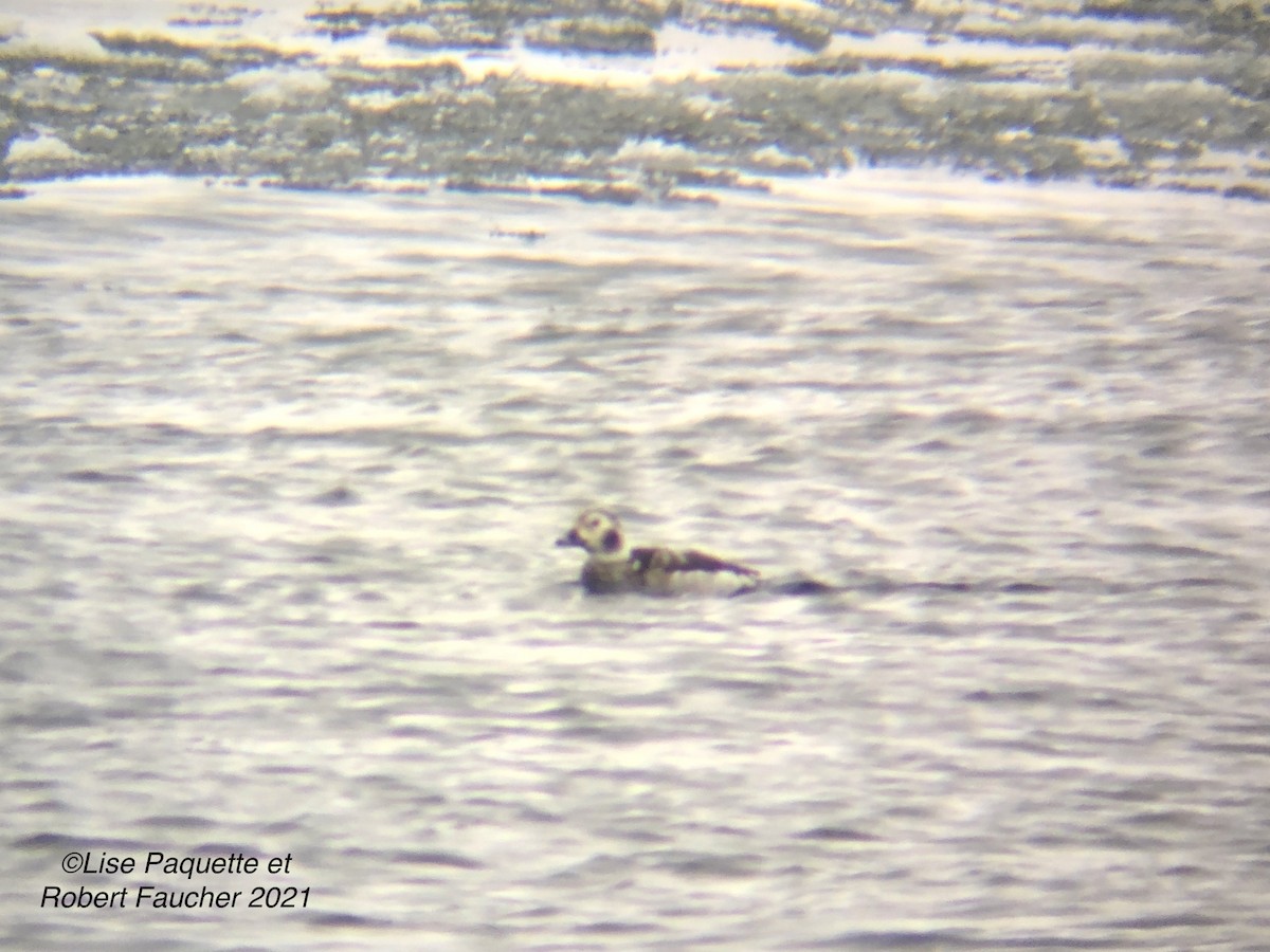 Long-tailed Duck - ML296549681