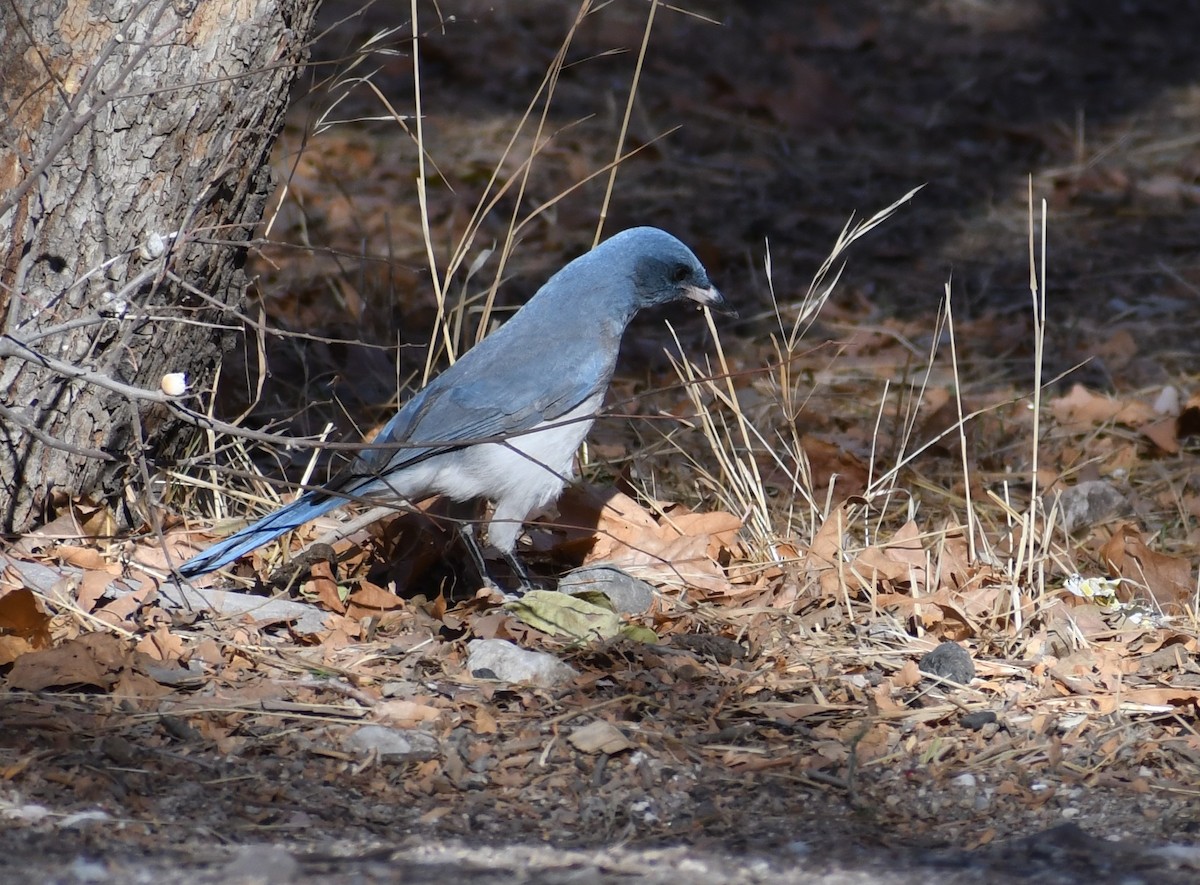 Mexican Jay - ML296554071