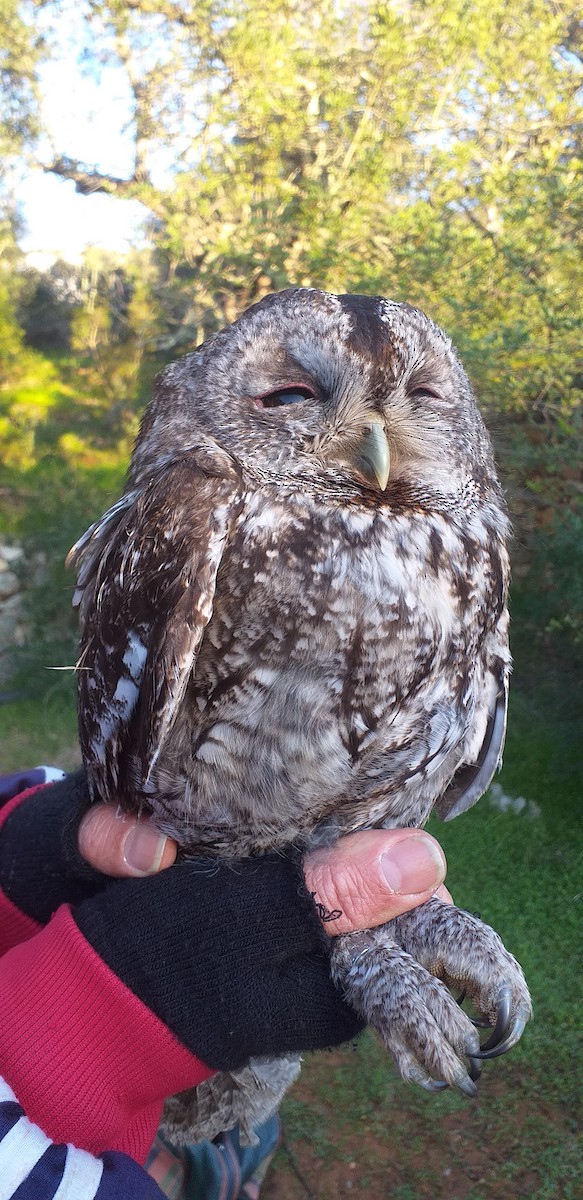 Tawny Owl - ML296556171