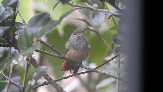 Buff-bellied Hummingbird - ML296556501