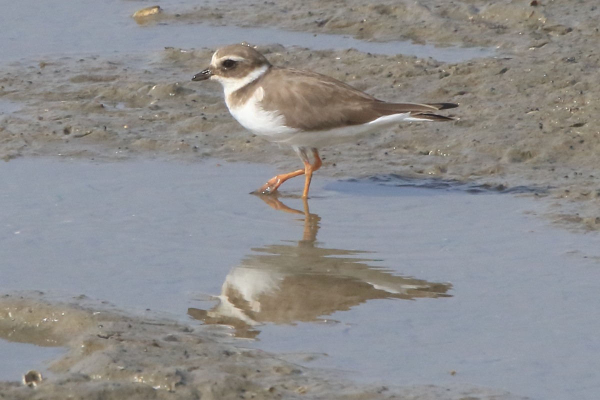 Common Ringed Plover - ML296558981