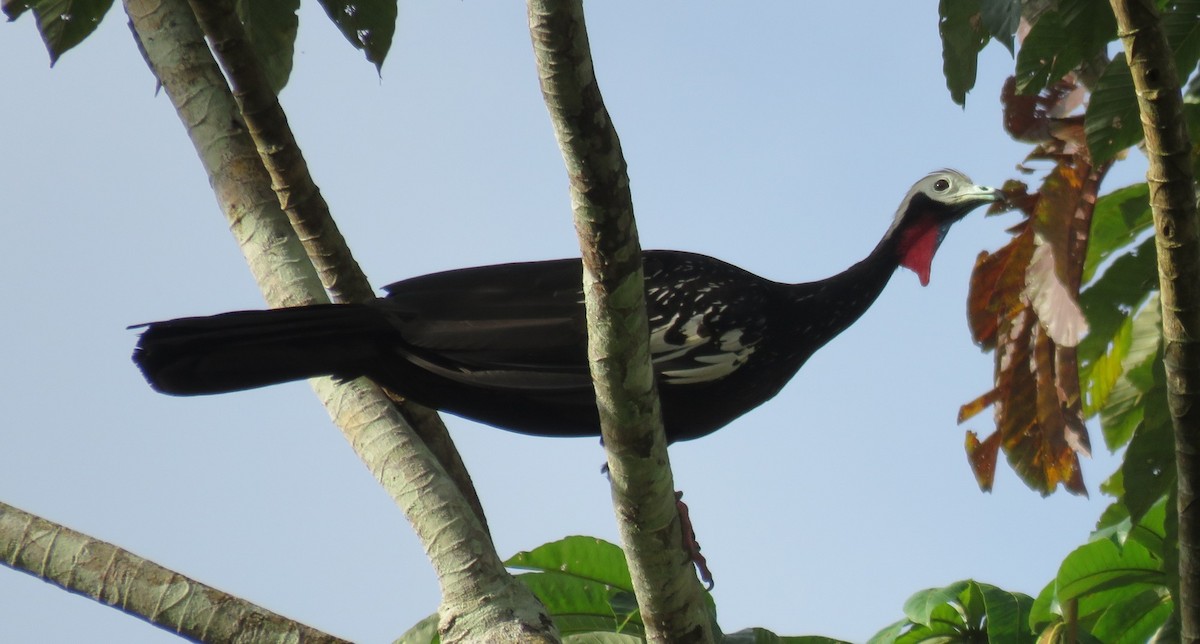 Red-throated Piping-Guan - ML296559661