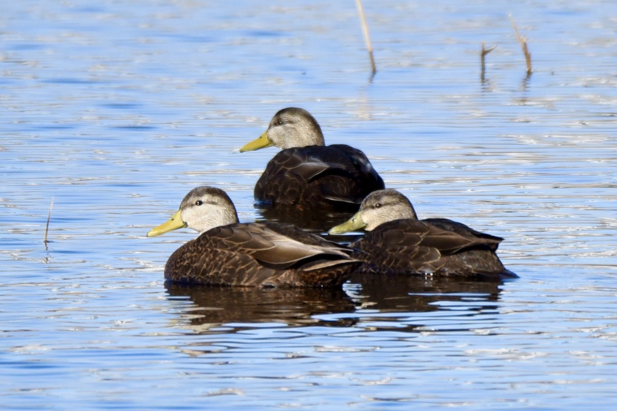 American Black Duck - Christopher Veale