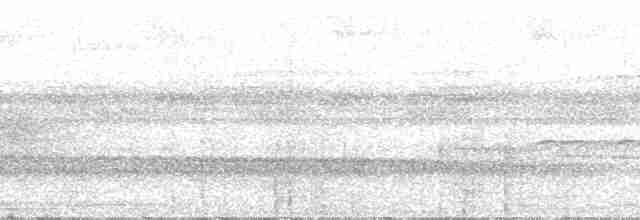 riflingspett (grammicus gr.) - ML29657