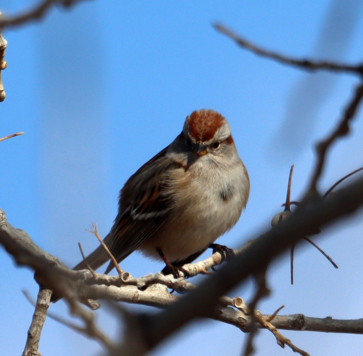 American Tree Sparrow - ML296570631