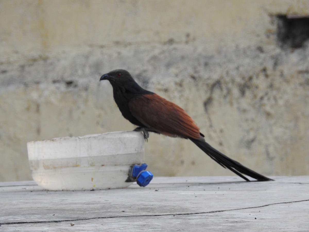 Greater Coucal - Rajendra Gadgil
