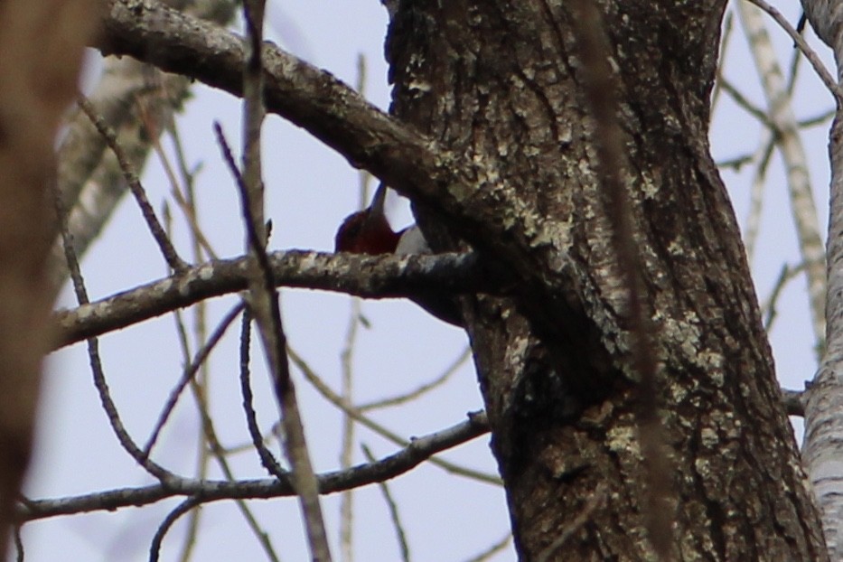 Red-headed Woodpecker - ML296572371