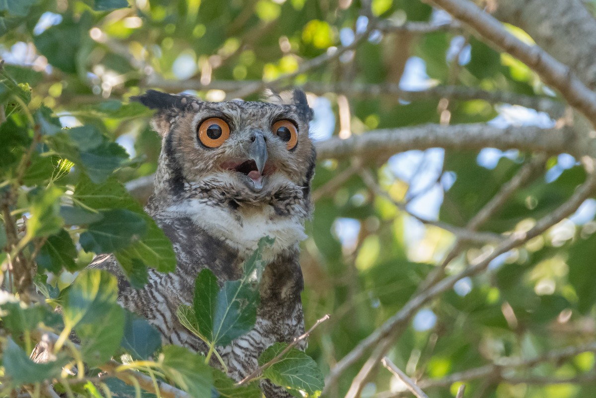 Great Horned Owl - ML296579731