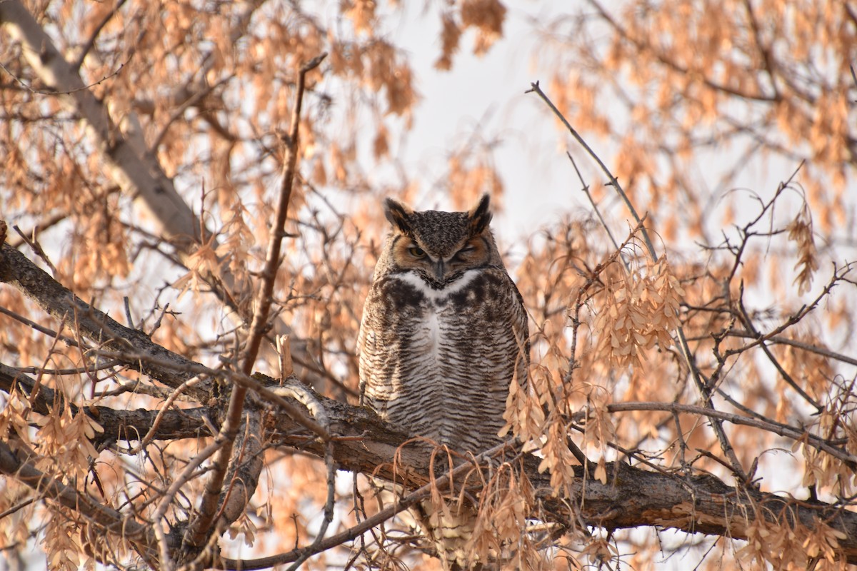 Great Horned Owl - Vishal Bhat