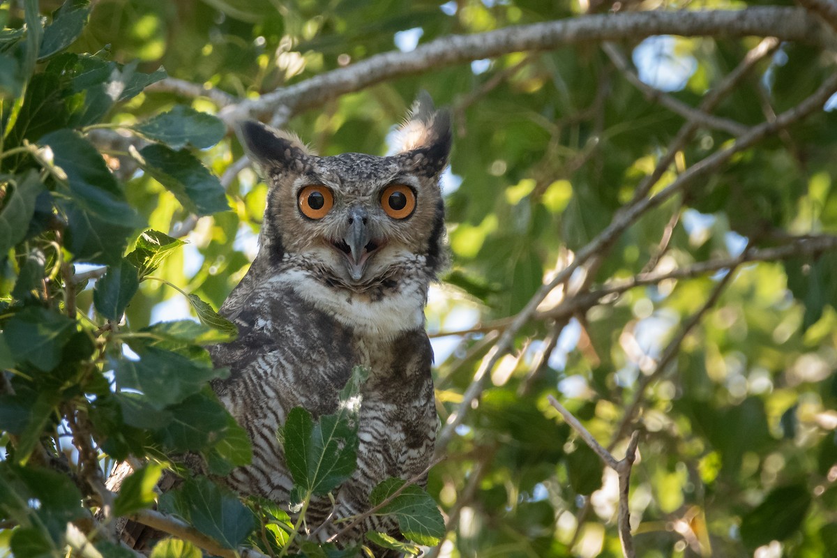Great Horned Owl - ML296579781