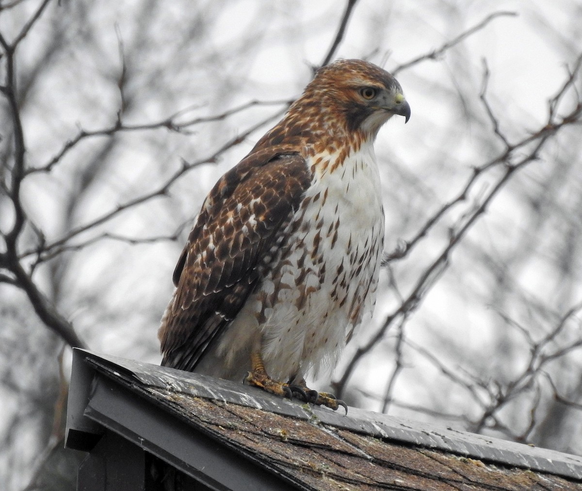 Red-tailed Hawk - ML296580051