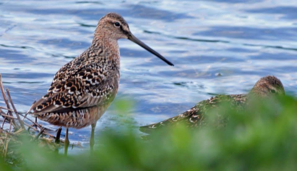 Long-billed Dowitcher - ML296580231