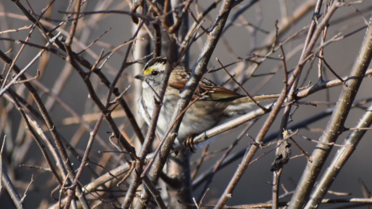 White-throated Sparrow - ML296585271