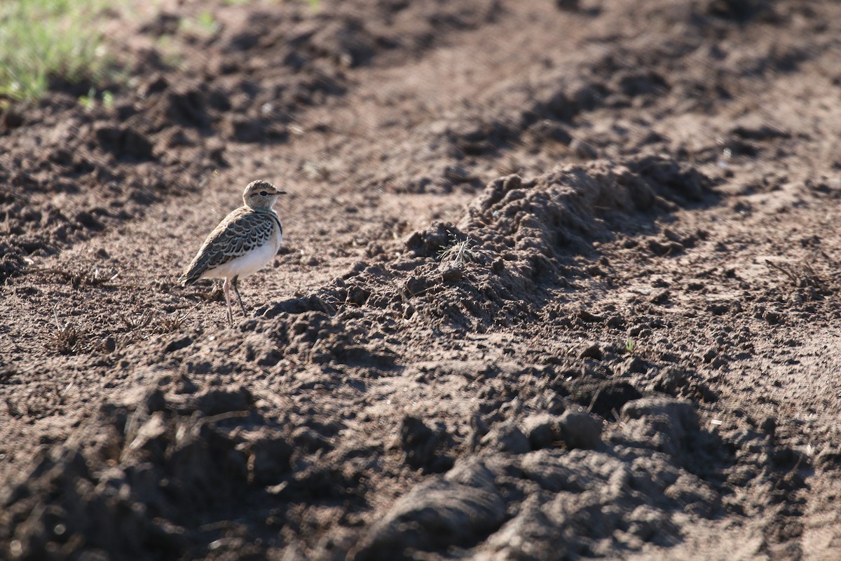Double-banded Courser - ML29659171