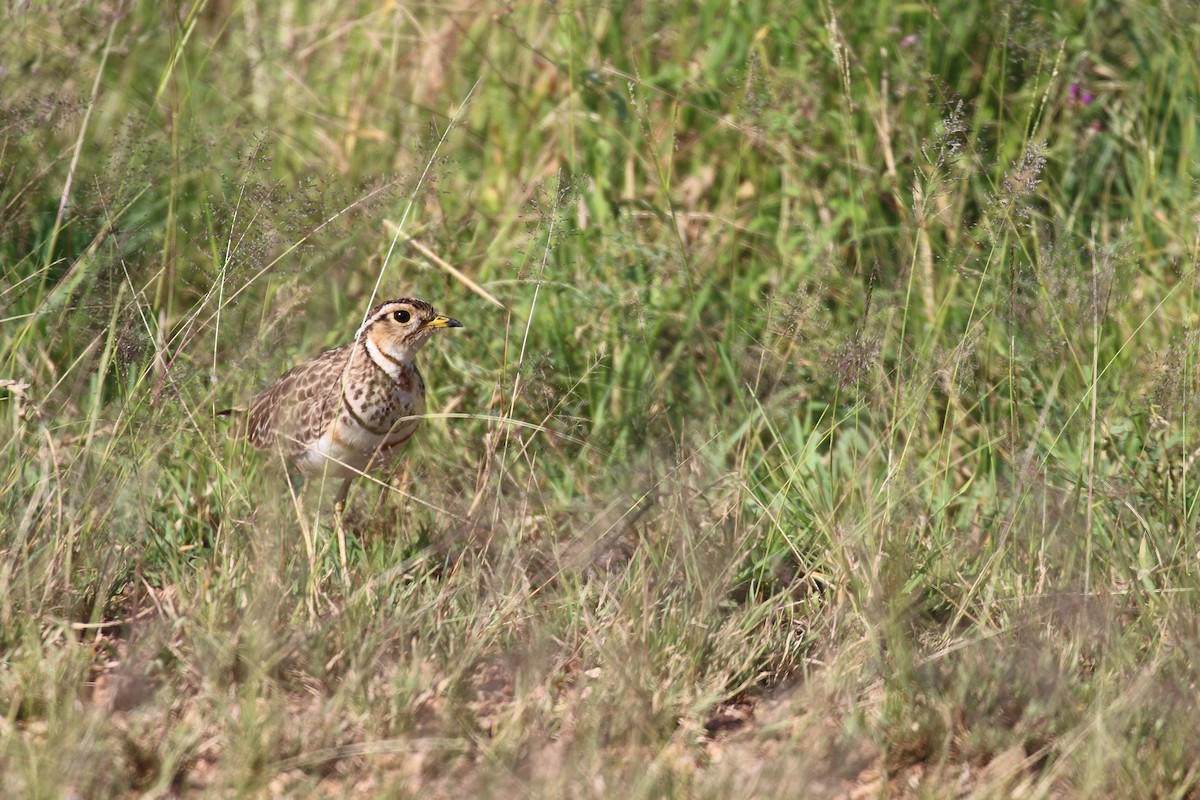 Three-banded Courser - Alec Hopping