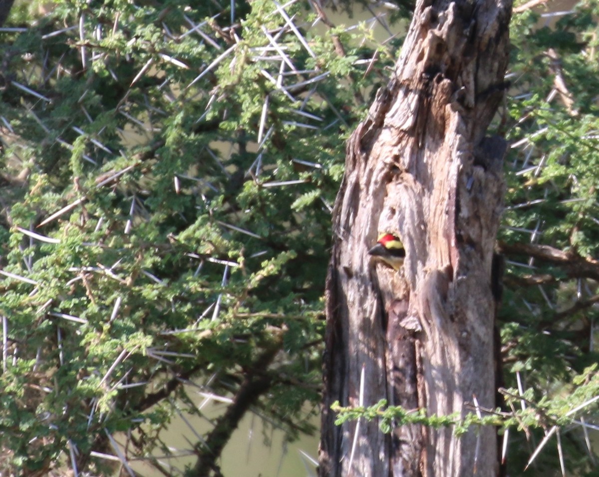 Red-fronted Barbet - ML29659341