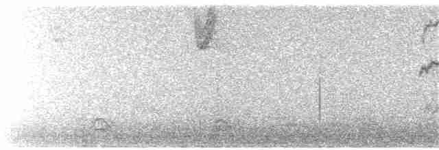 Veilchenkopfelfe - ML296600001