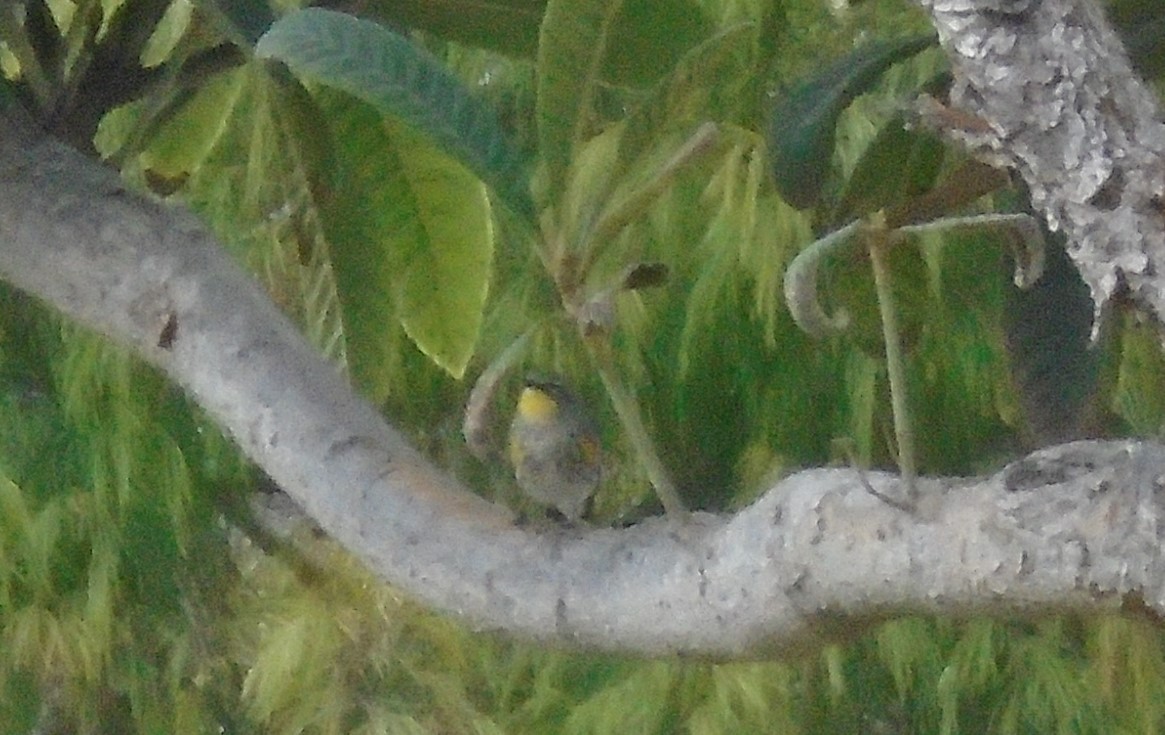 Yellow-rumped Warbler (Audubon's) - Braxton Landsman