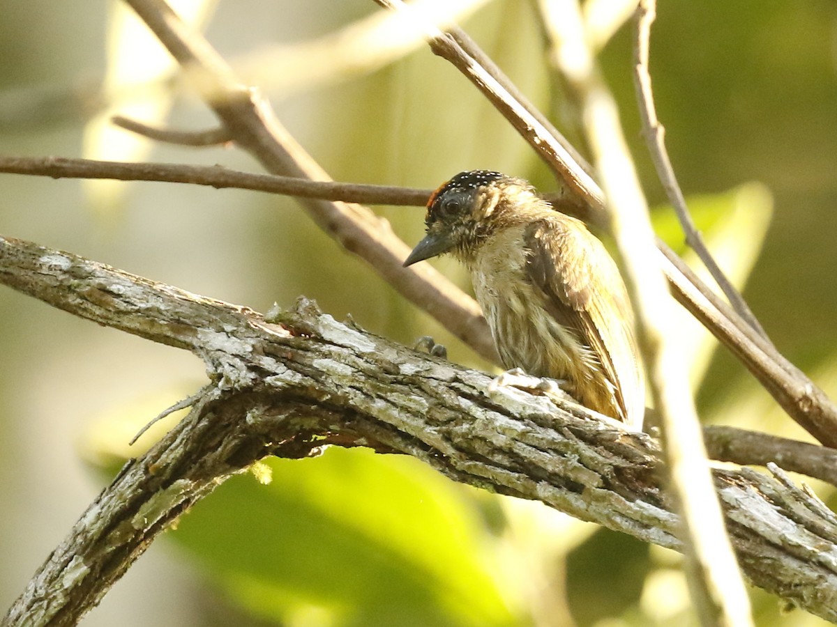 Olivaceous Piculet - ML296609381