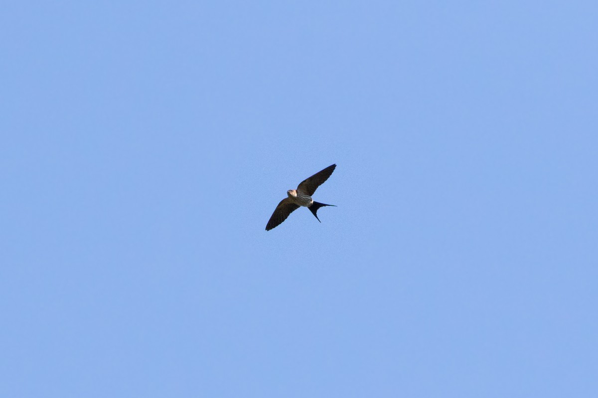 Striated Swallow - Sutanan Pinmaneenopparat